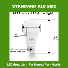 Load image into Gallery viewer, NorbTROPIC A19