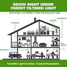 Load image into Gallery viewer, NorbTROPIC A19