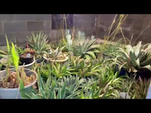 Load and play video in Gallery viewer, NorbBOTANIC A19