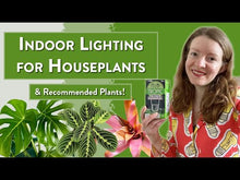 Load and play video in Gallery viewer, NorbBOTANIC A19