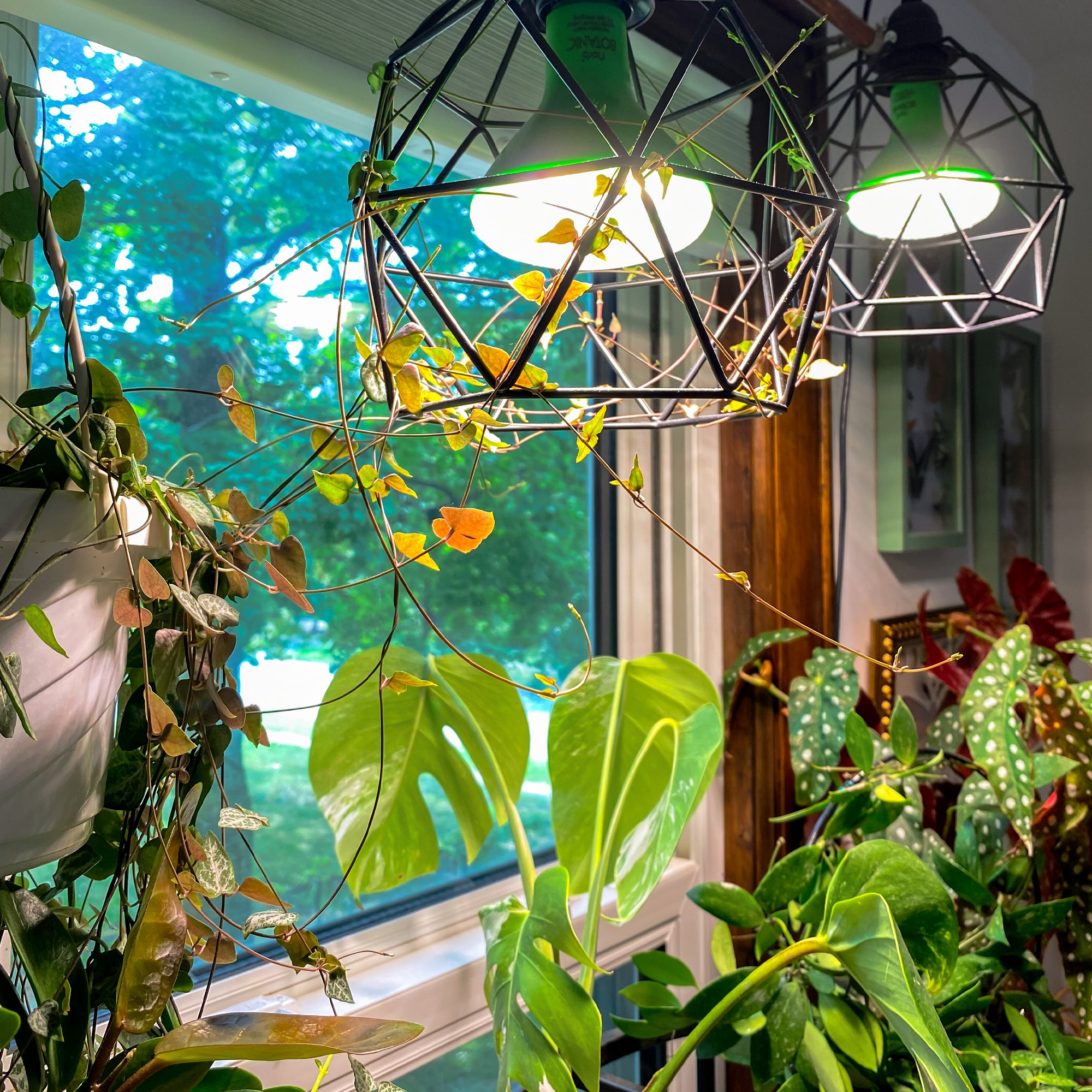 Botanic Grow Light - Medium Scale