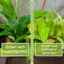 Load image into Gallery viewer, NorbTROPIC A19