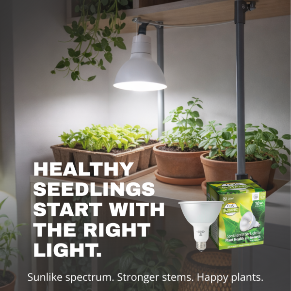Start Healthy Seedlings Indoors with Norb Grow Lights