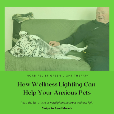How Wellness Lighting Can Help Your Pets