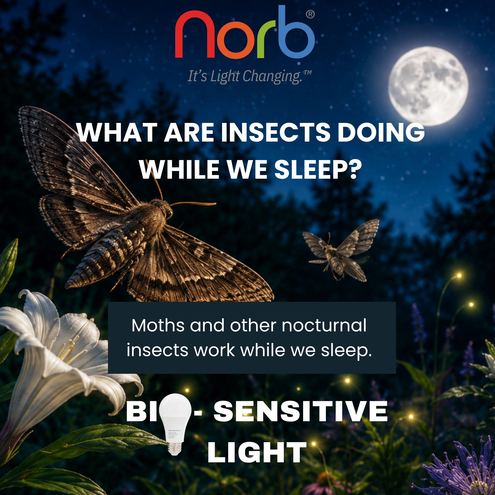 The Night Shift: What are Insects Actually Doing While We Sleep?