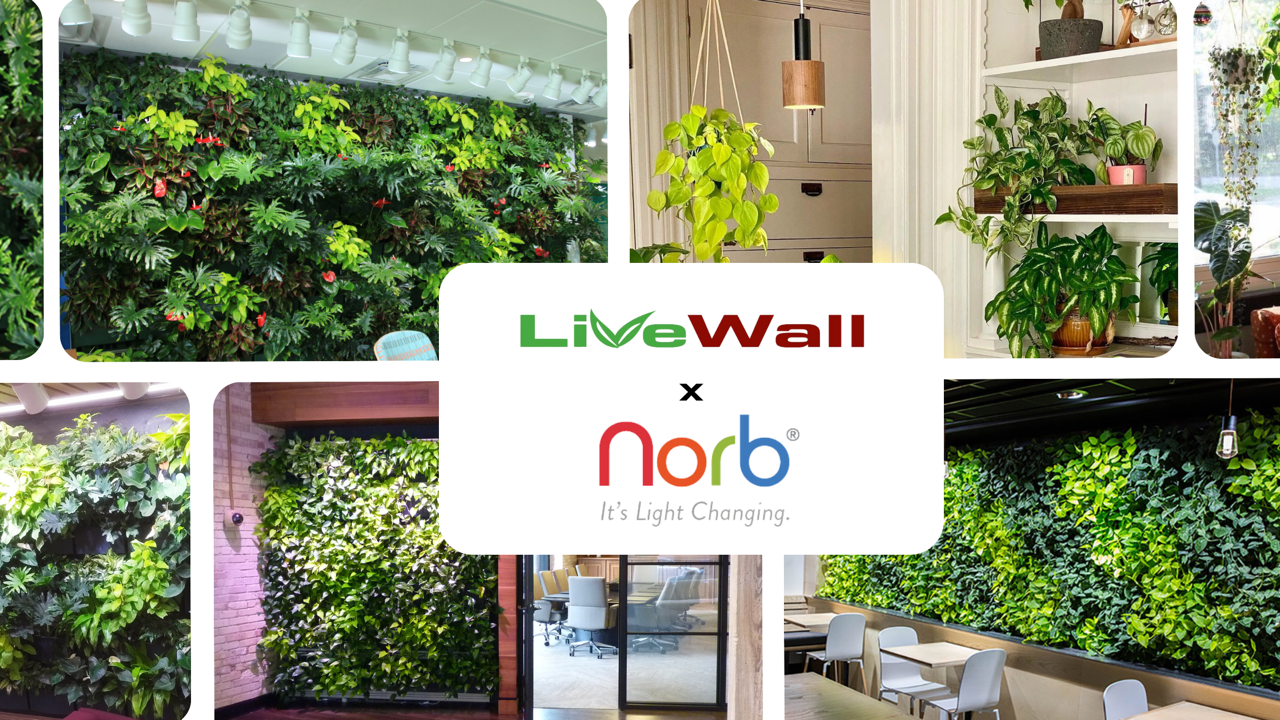 A Better Way to Grow Indoor Plants