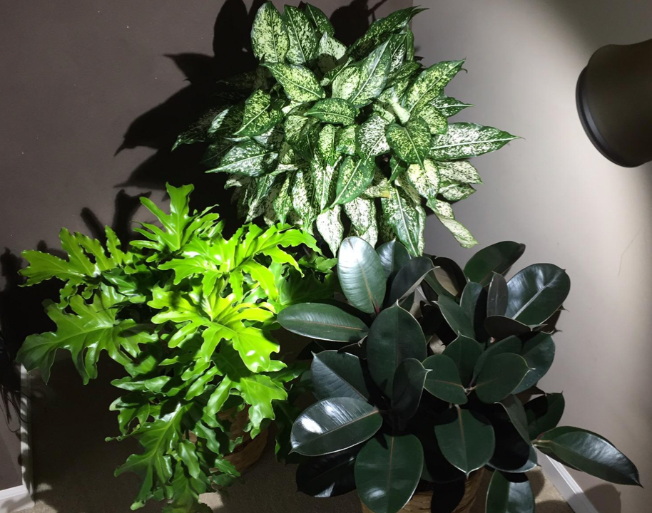 Botanic Grow Light - Architectural Grade