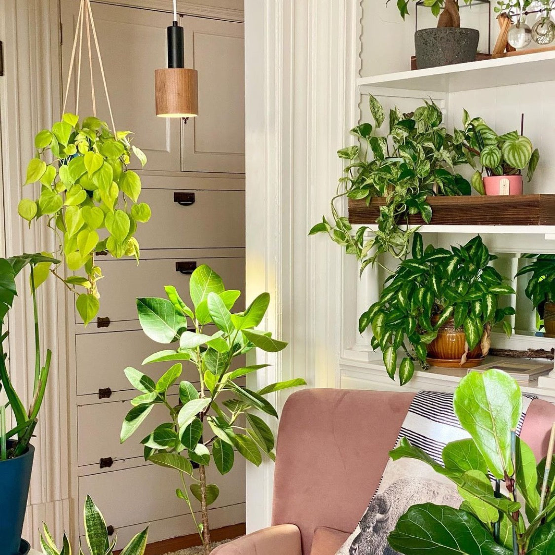 norb_botanic_grow_light
