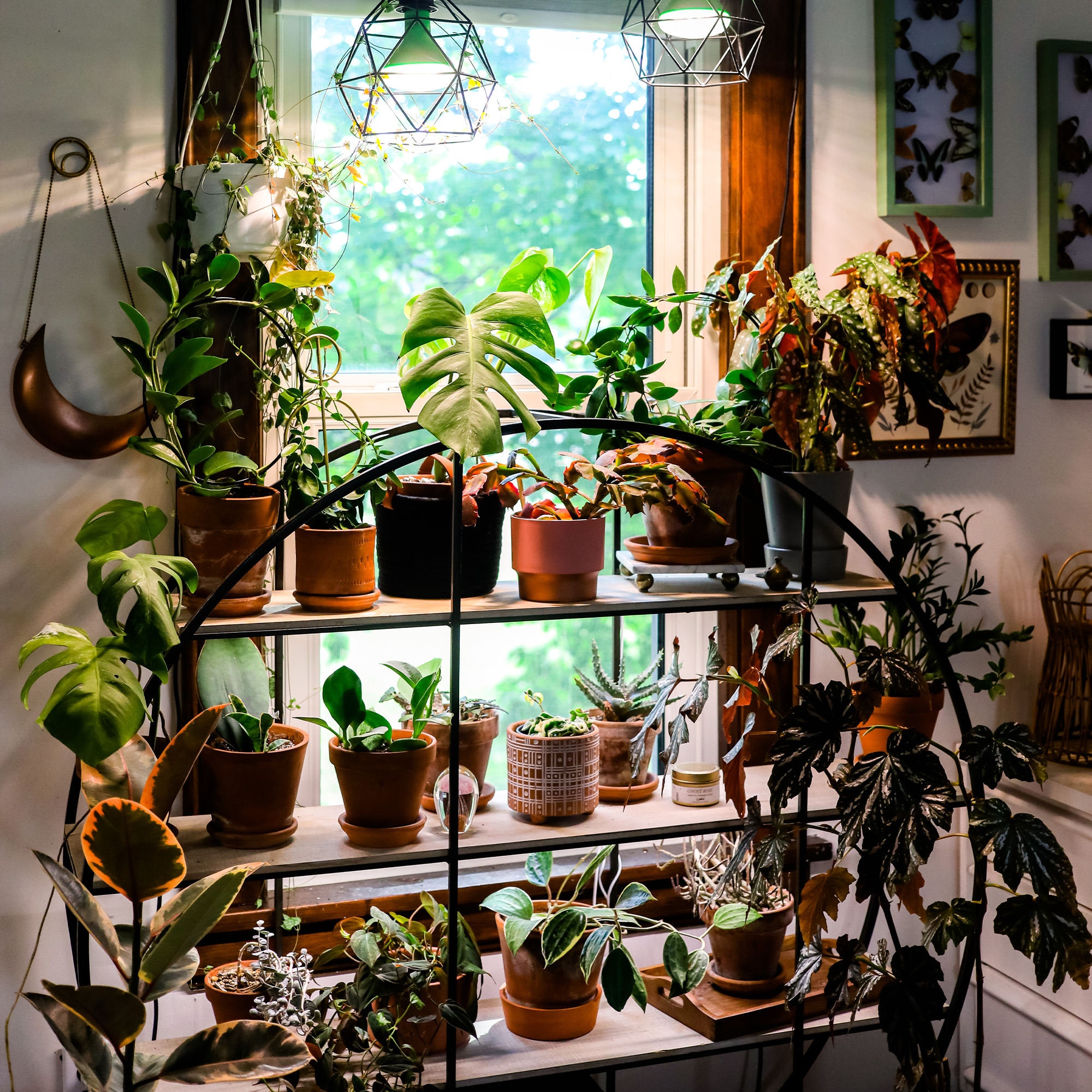 Botanic Grow Light - Medium Scale